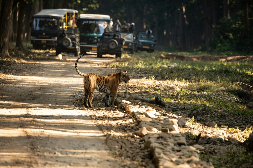 Bus Hire Delhi to Jim Corbett National Park